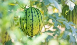 今日吃瓜地址,探寻幕后真相